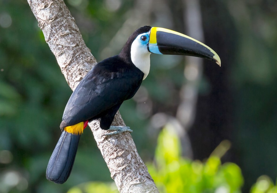 whie toucan