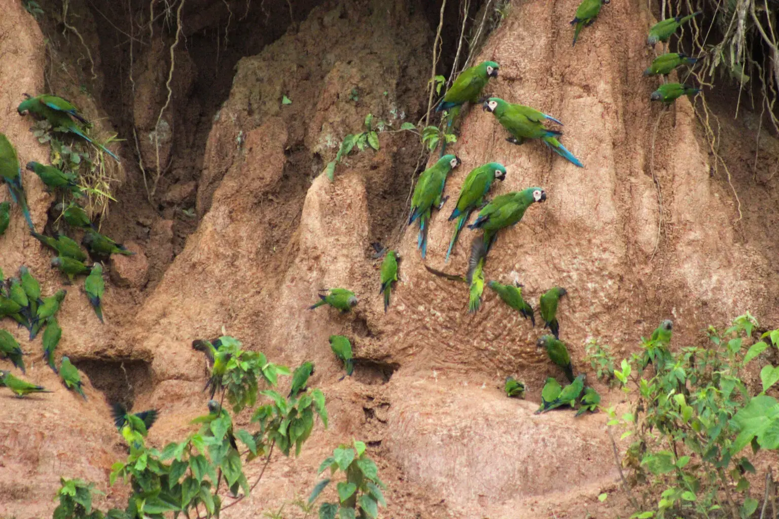 Parrot-Clay-Lick