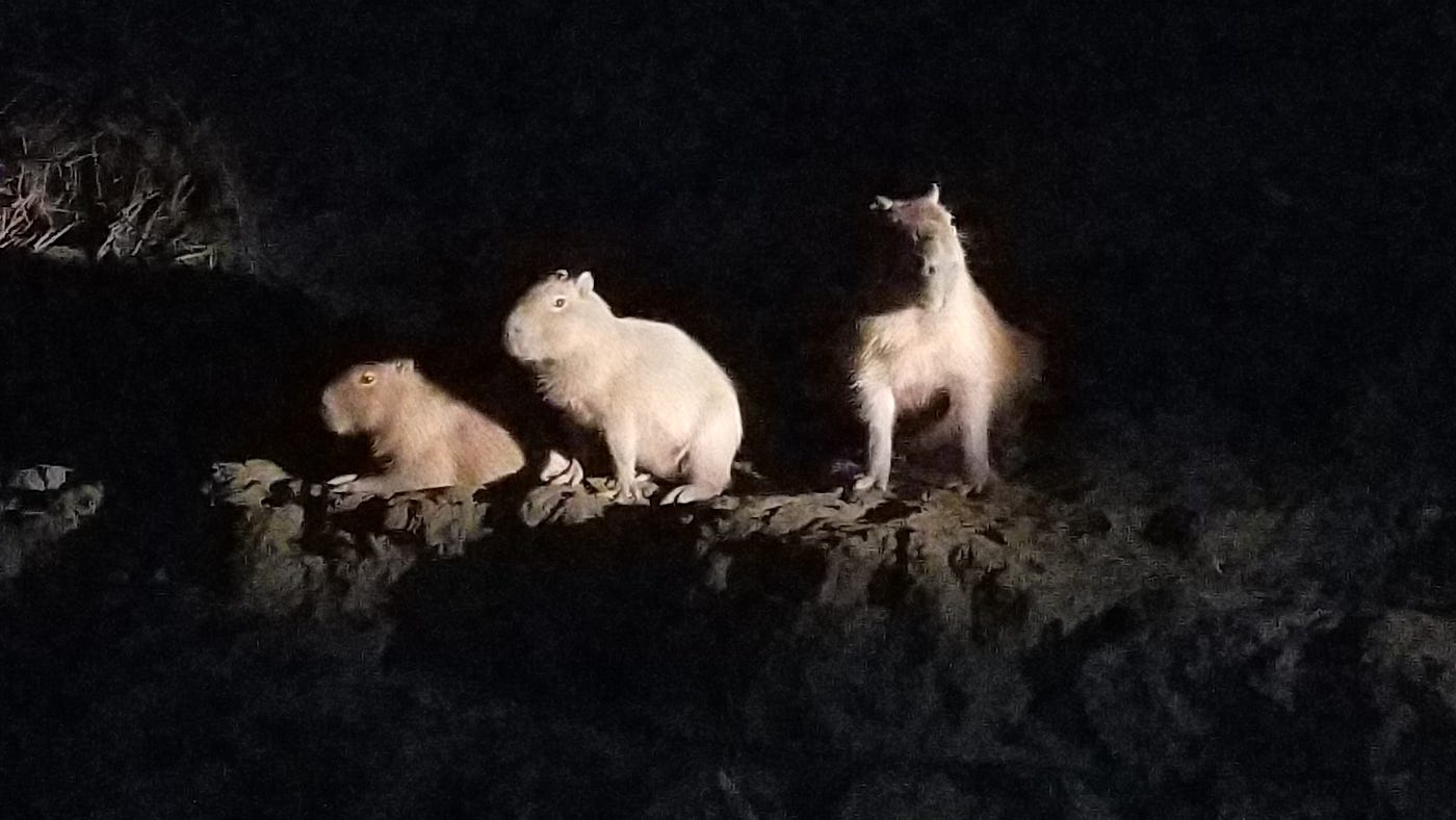 CAPYBARAS
