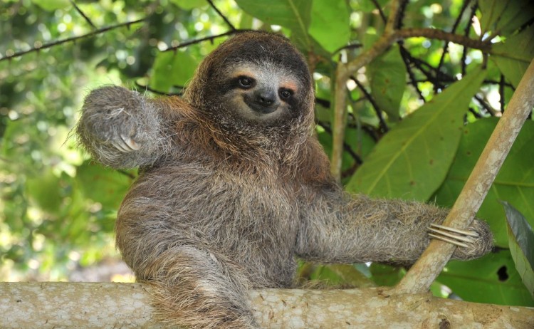 The-famous-sloth-in-Amazon