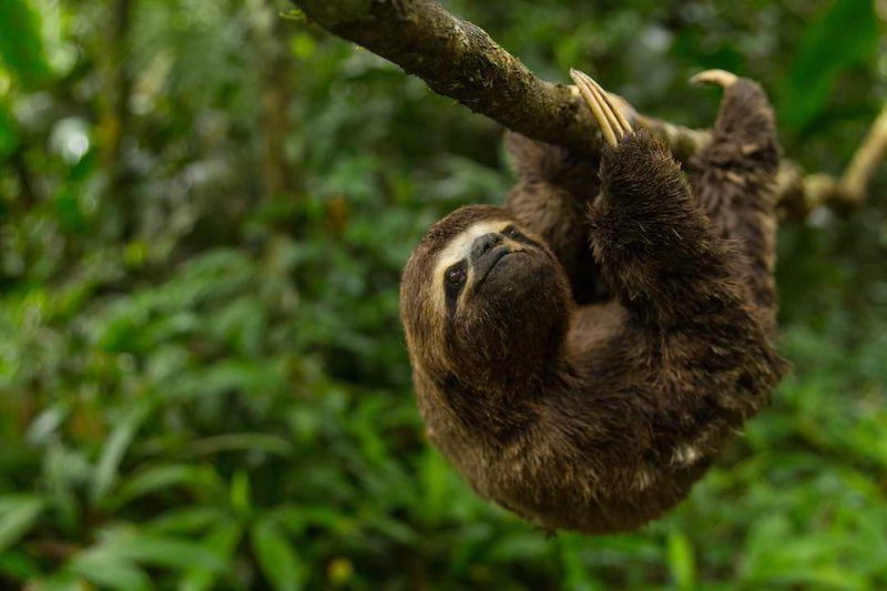 puerto-maldonado-tambopata-sloth