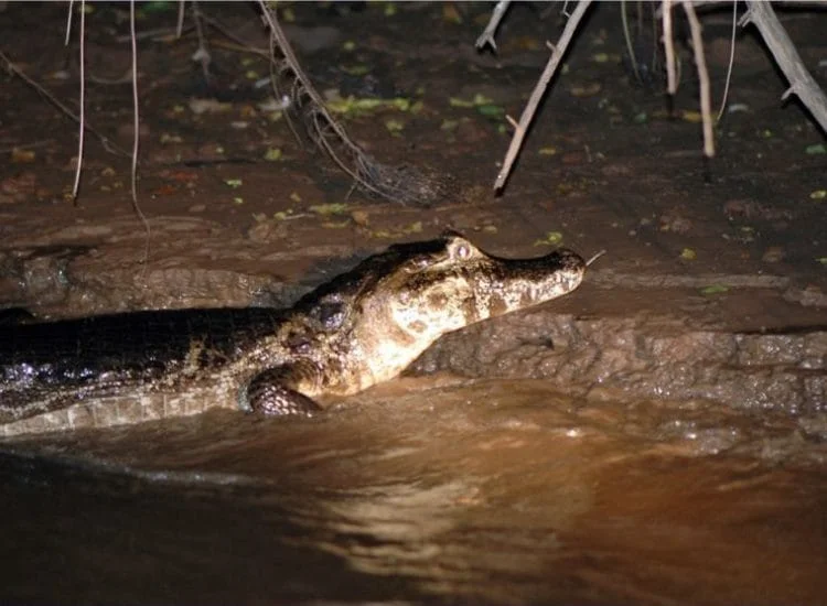 ¡Pesca-y-avistamiento-de-caimanes